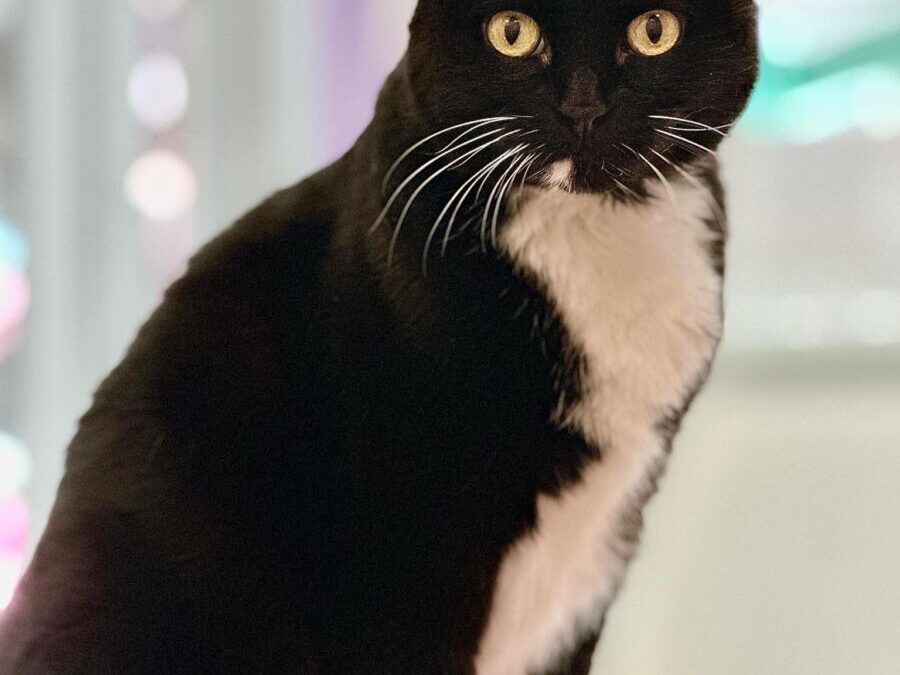 Katy