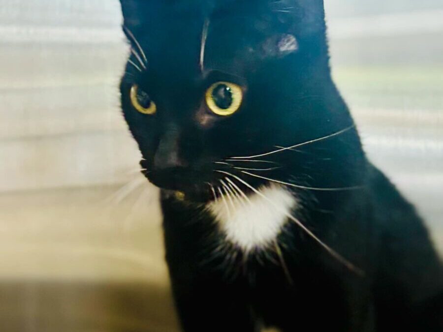 Nova