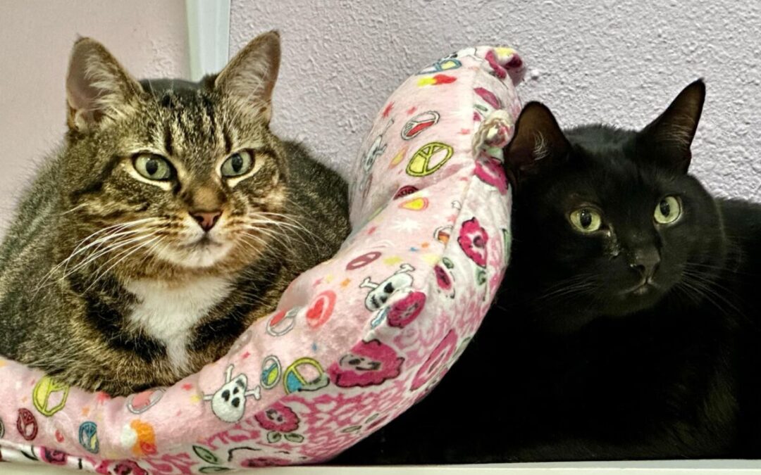 Spoofer & Thelma