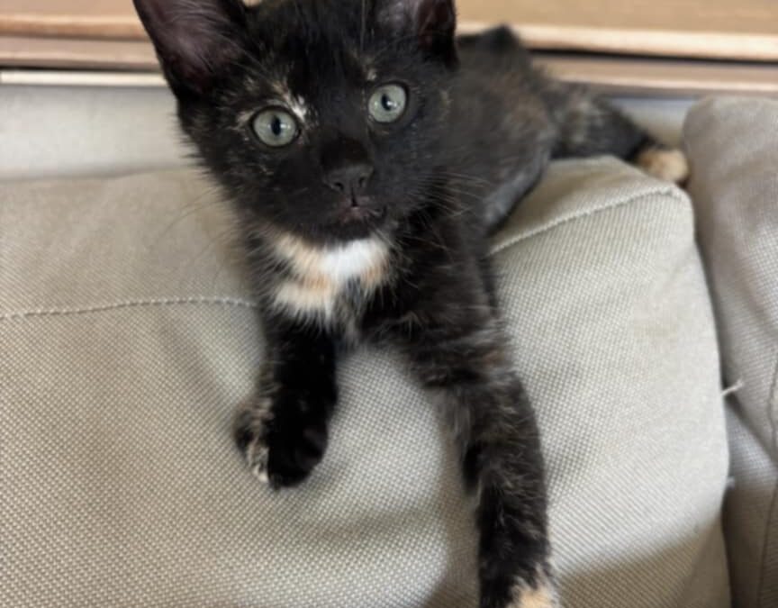 Emmie Blue