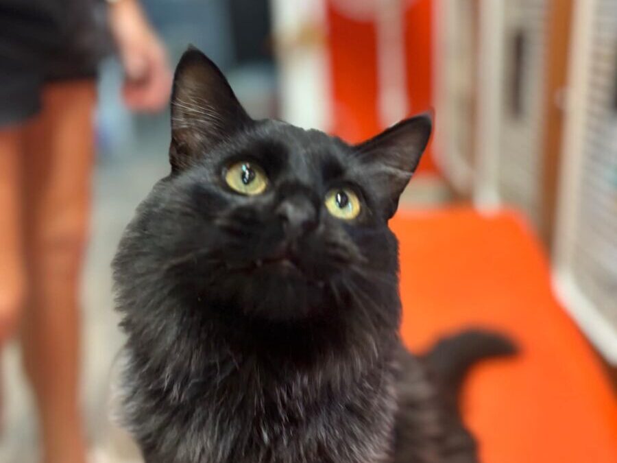 Panther – Adoption Pending!