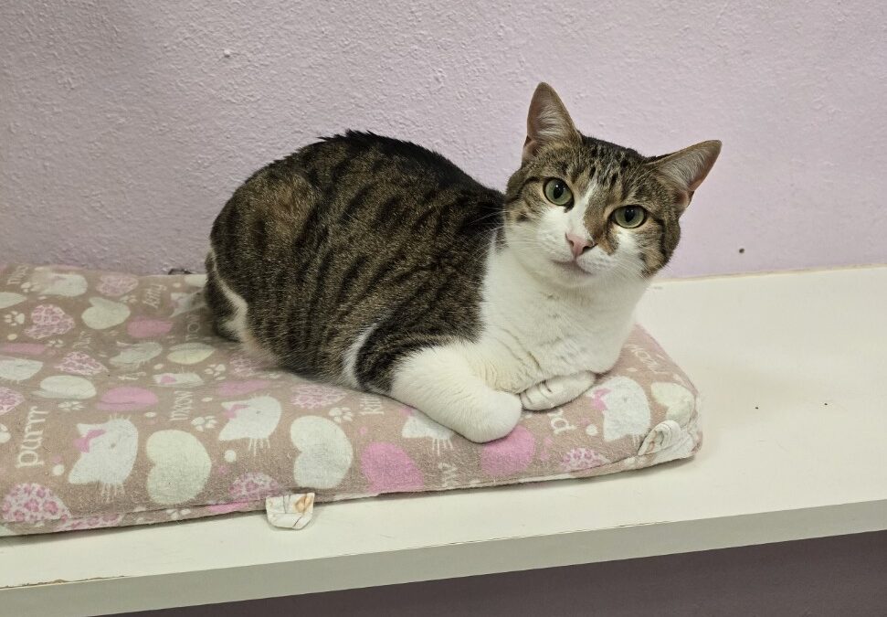 Elsa – Adoption Pending!