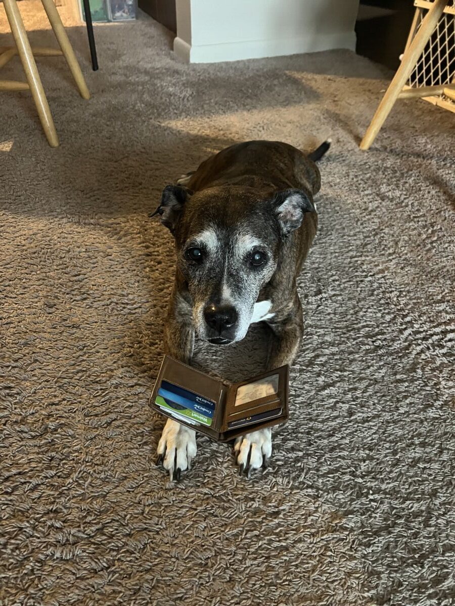 Bella 1
