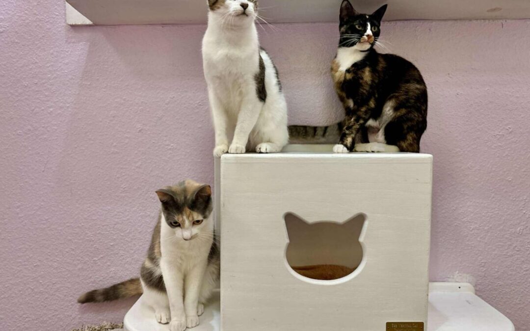 Callie, Camille & Patches
