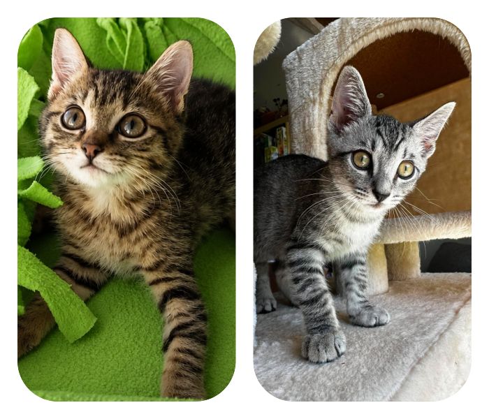Kittens in Foster Care Gallery