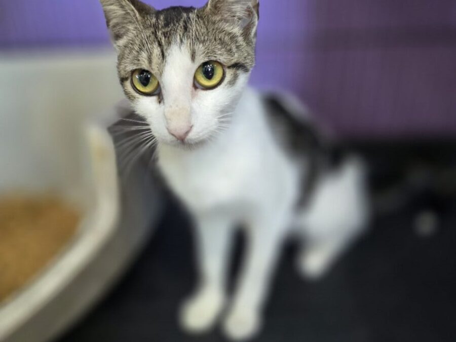 Galaxy – Adoption Pending!