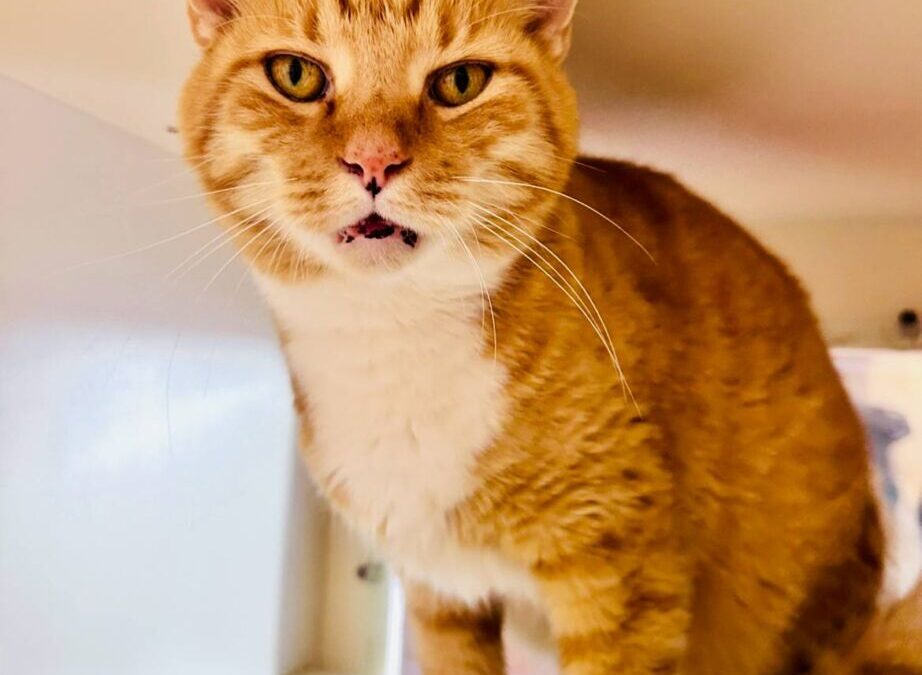 Gus