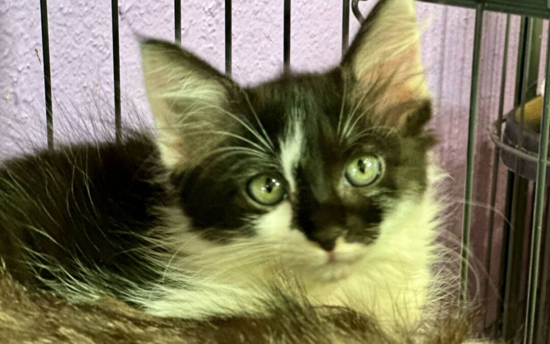 Latte – Adoption Pending!