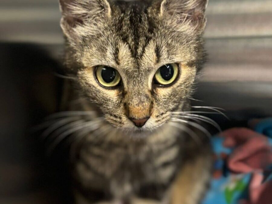 Nyla