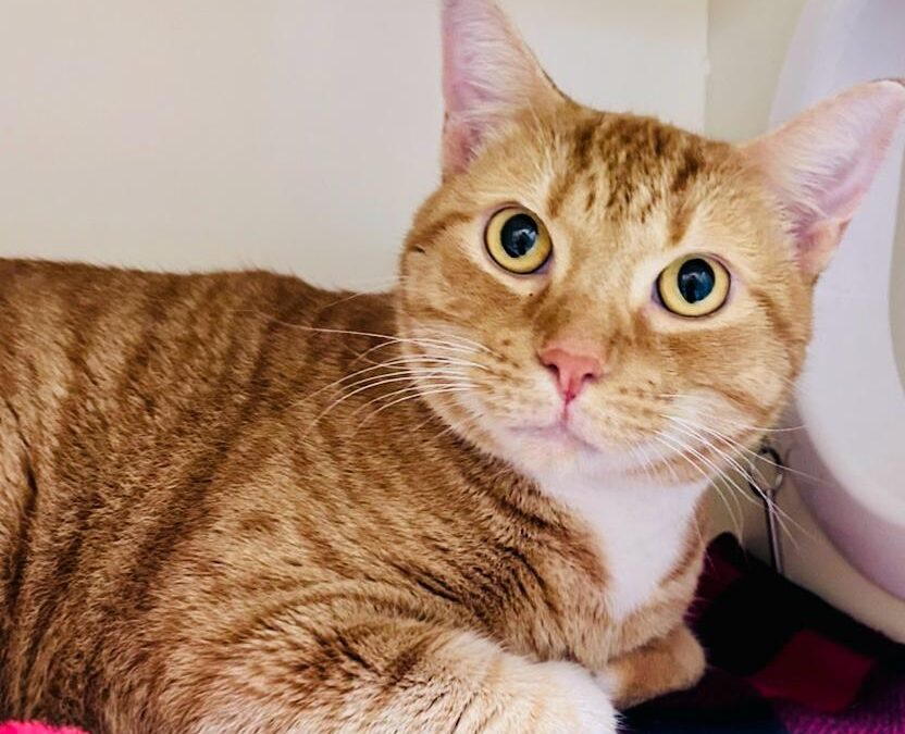Oliver