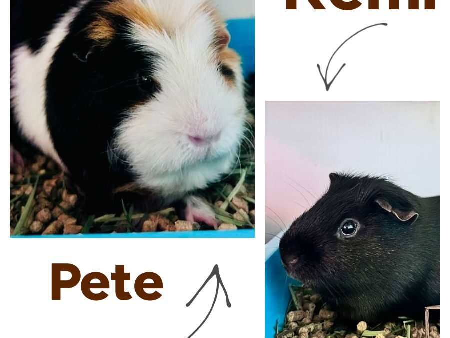 Pete & Remi