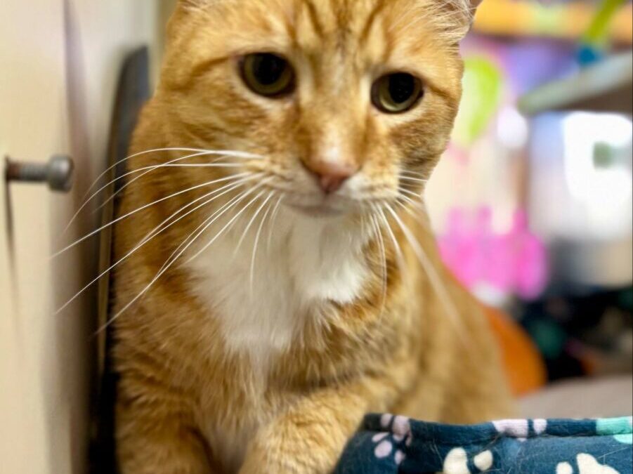 Pumpkin – Adoption Pending!