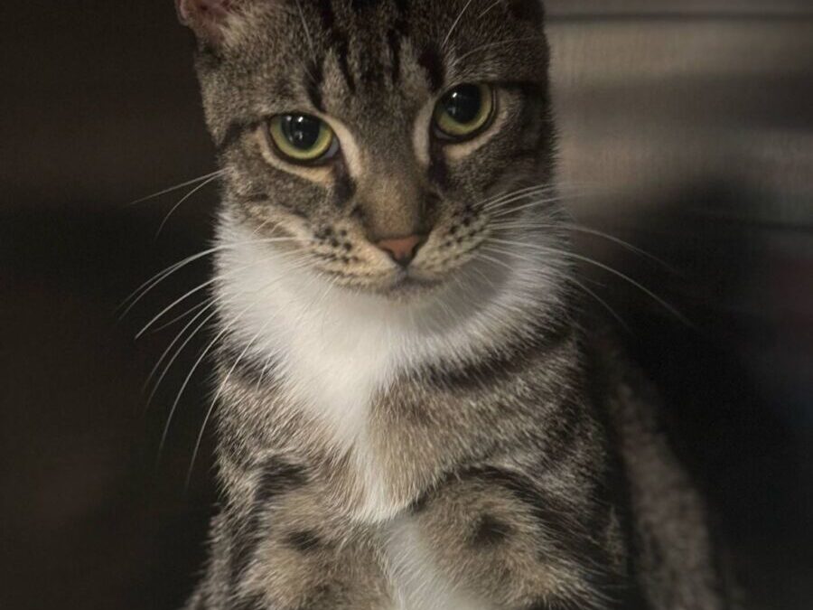 Romeo