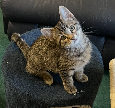 Kitten Gallery – Vero Beach