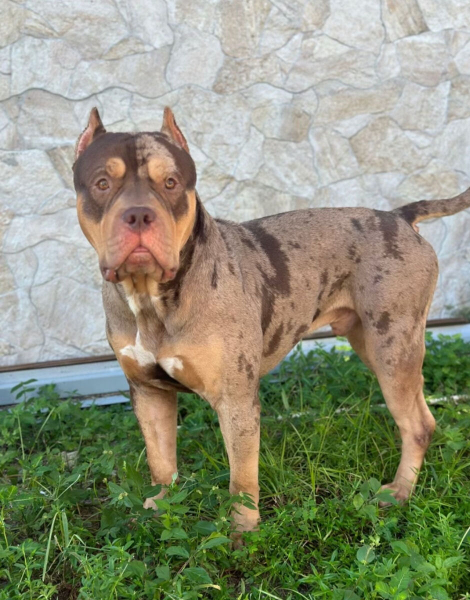 Tyson 1