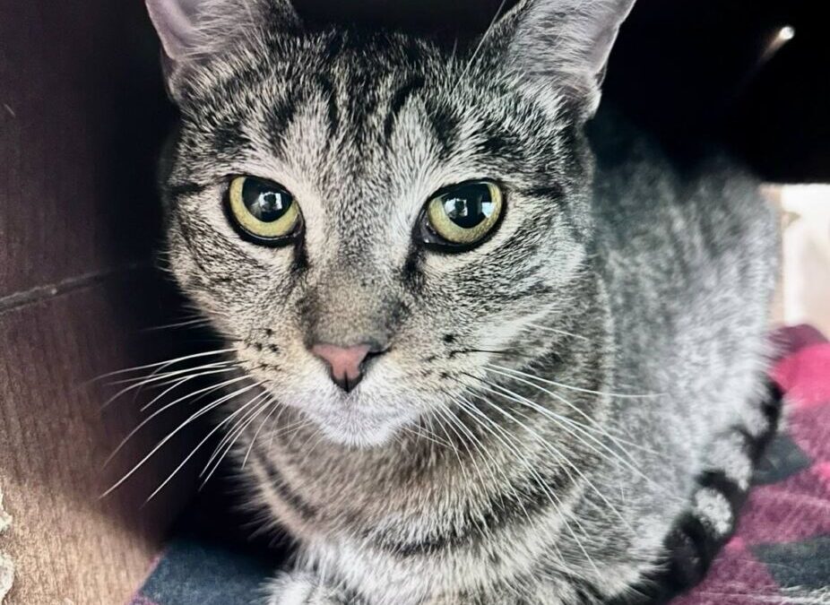 Vivian – Adoption Pending!