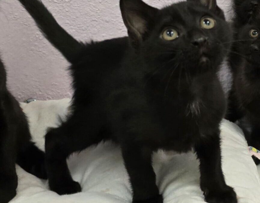 Yin Yang – Adoption Pending!