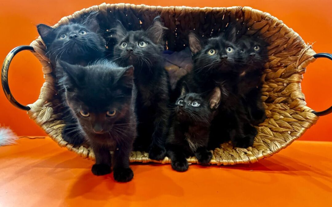 Kitten Gallery – Vero Beach