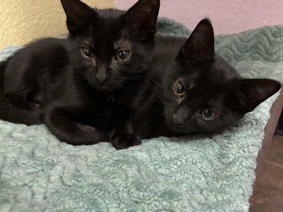 Cece & Ella