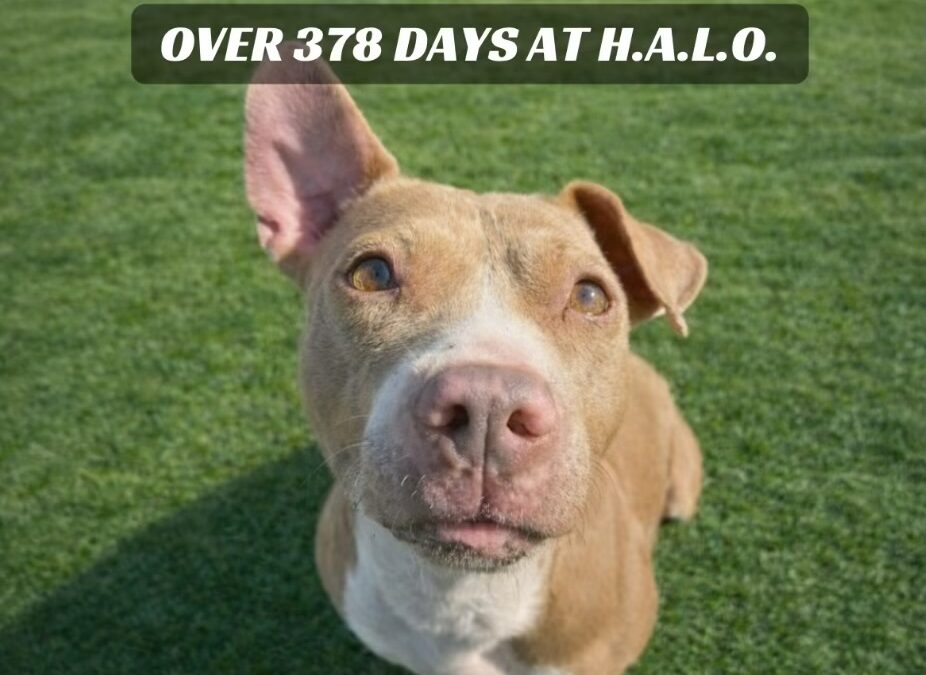 Kaliente- Adoption Pending!