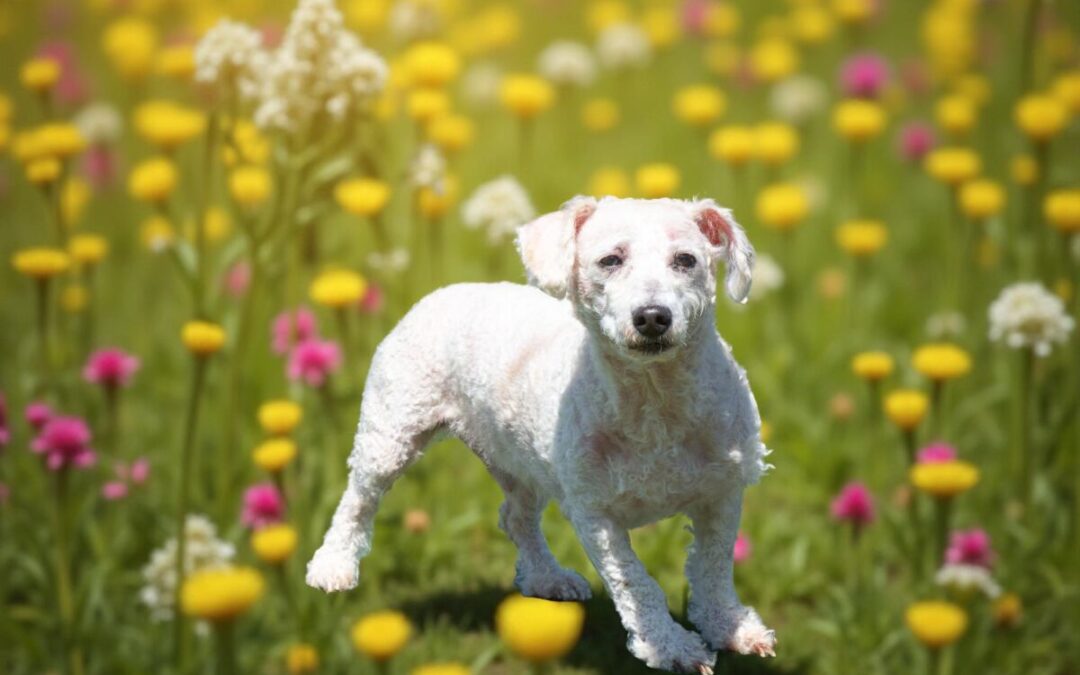 Freddy – Adoption Pending!