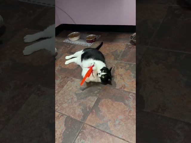 Even Boots likes to play