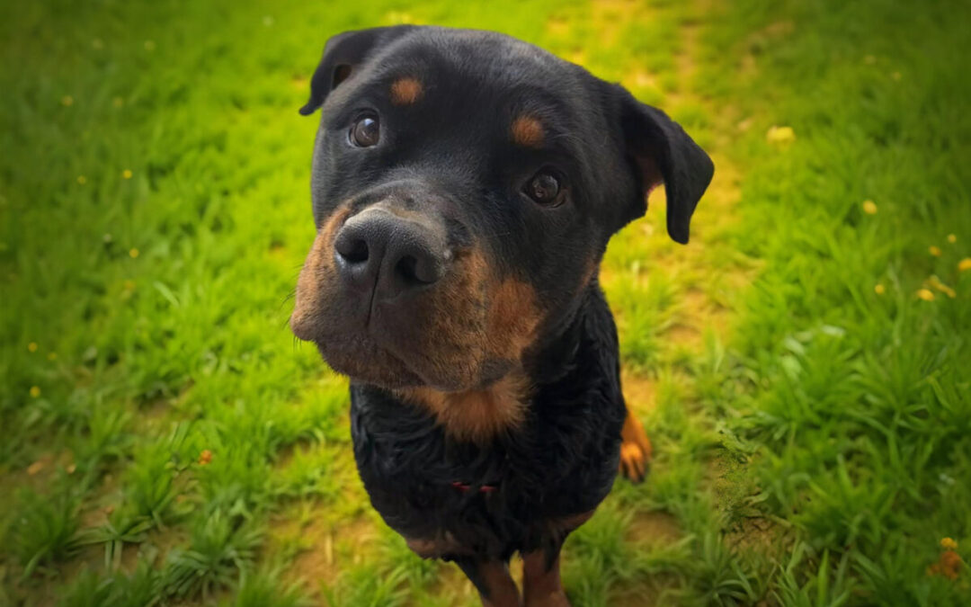 Kobe – Adoption Pending!