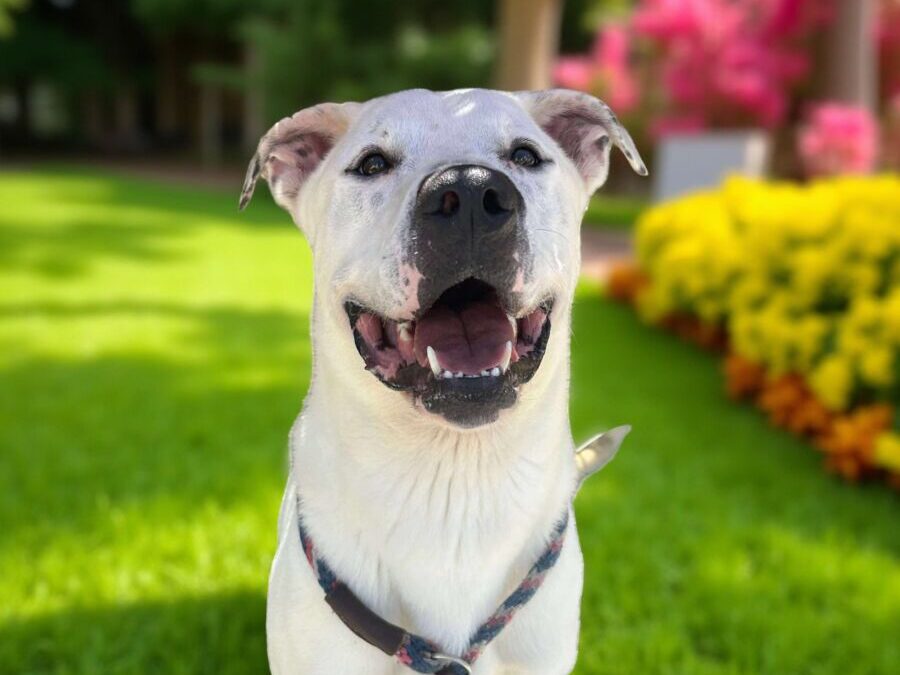 Nacho