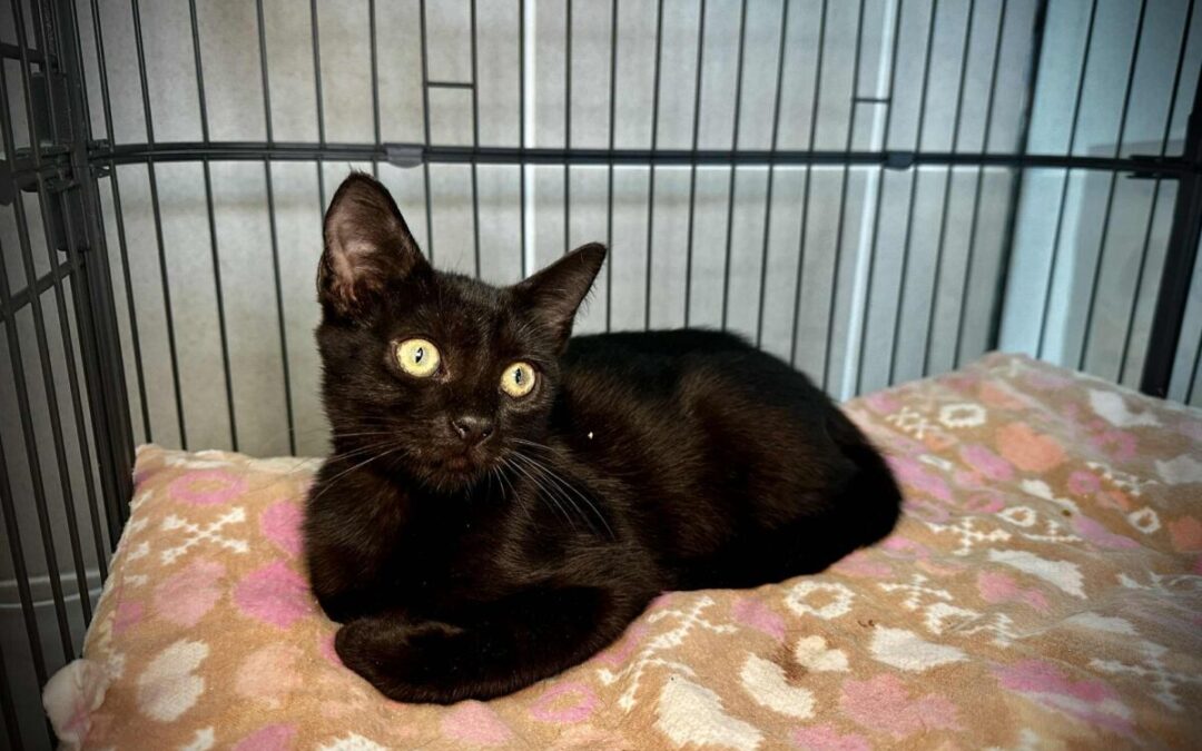 Jiji