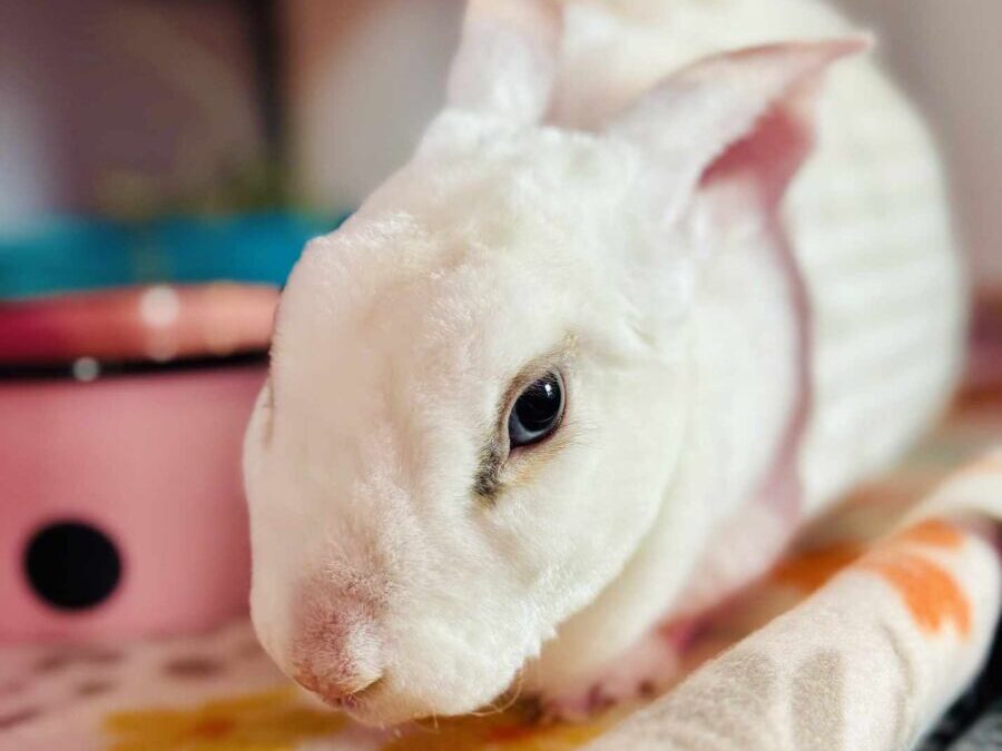 Alice – Adoption Pending!