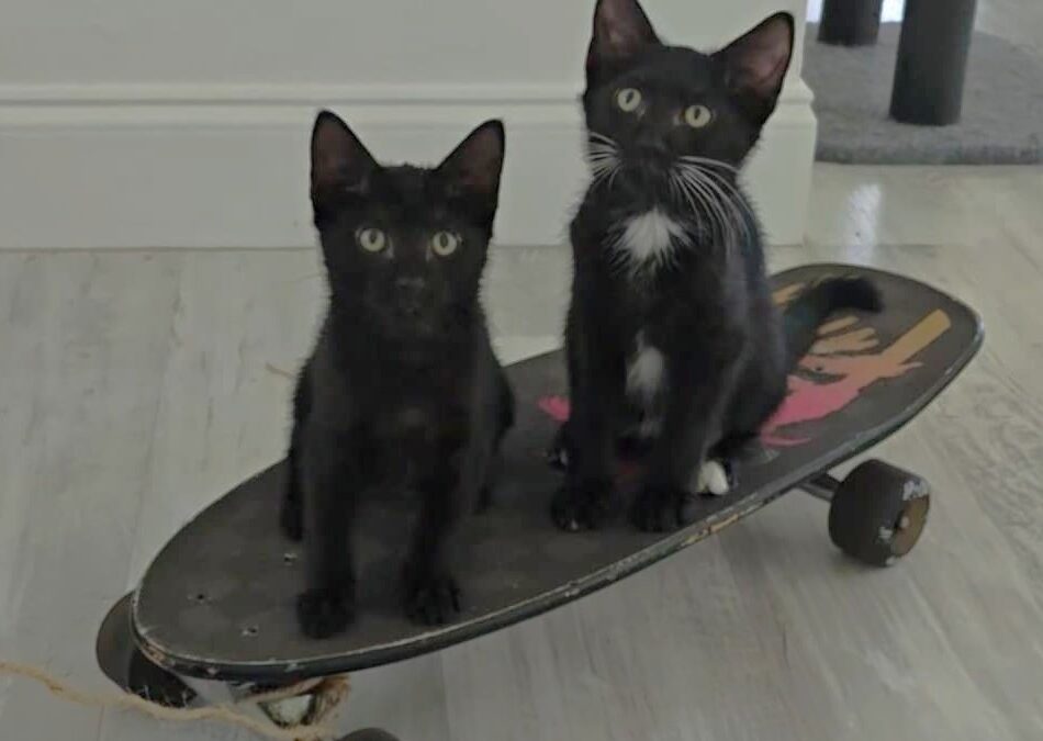 Kitten Gallery – Vero Beach