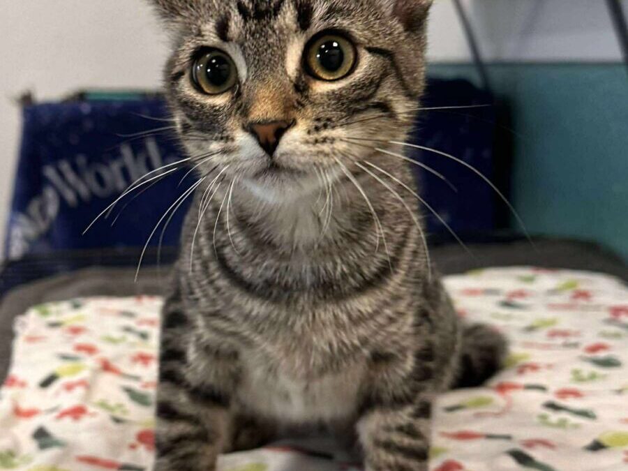Kiara