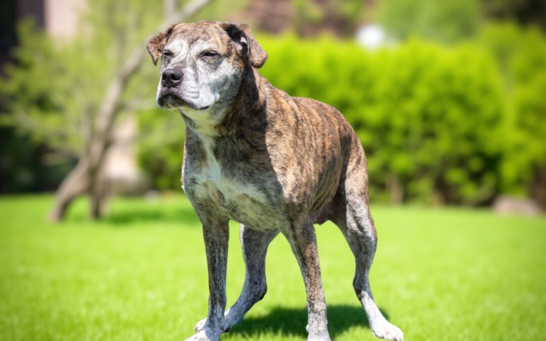 Kona