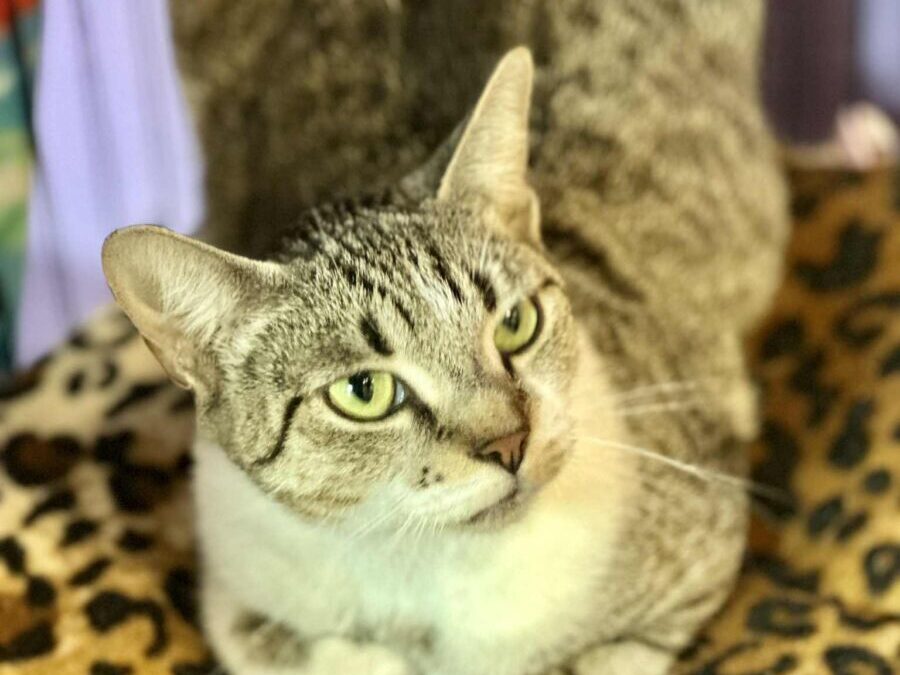 Millie