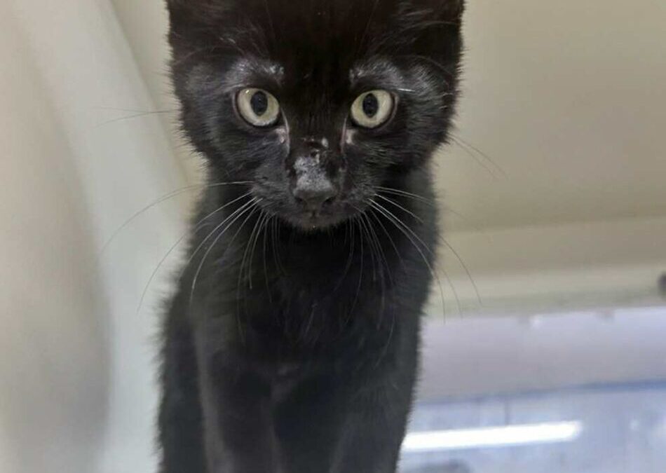 Nami – Adoption Pending!