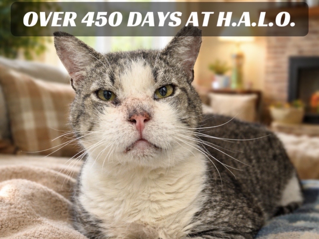 {"aigc_info":{"aigc_label_type":2}}