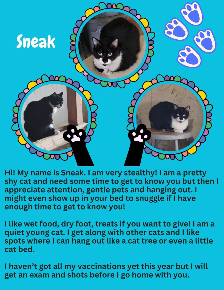 sneak