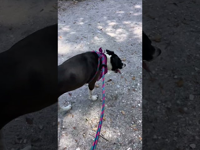 Pepper