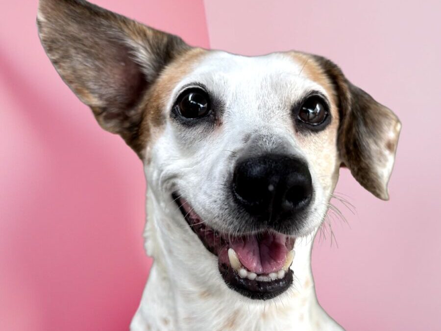 Cookie- Adoption Pending!