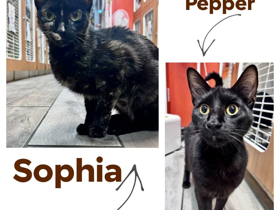 Shishito Pepper & Sophia