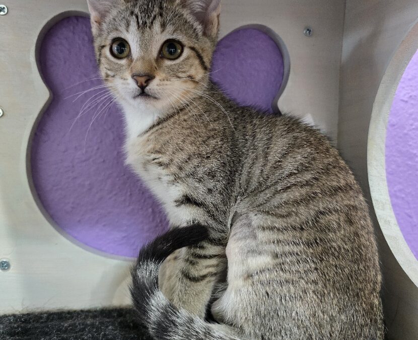 TigerLily