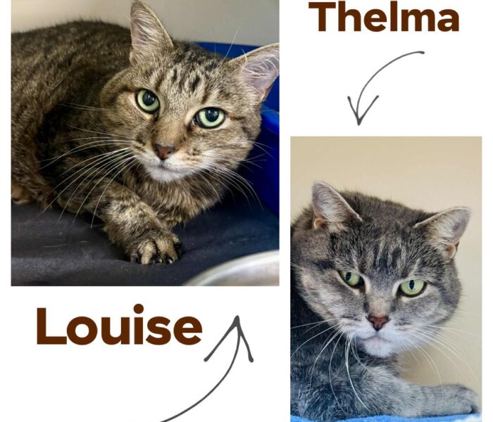 Thelma and Louise Collage