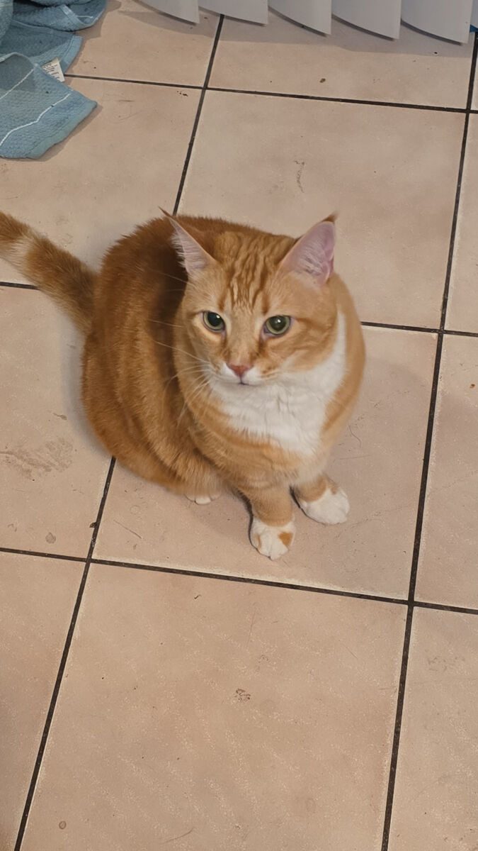 Theodore2