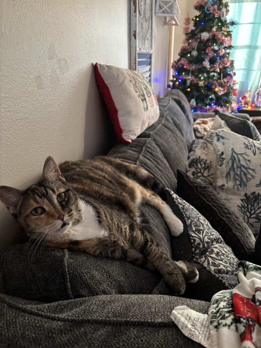 chubs
