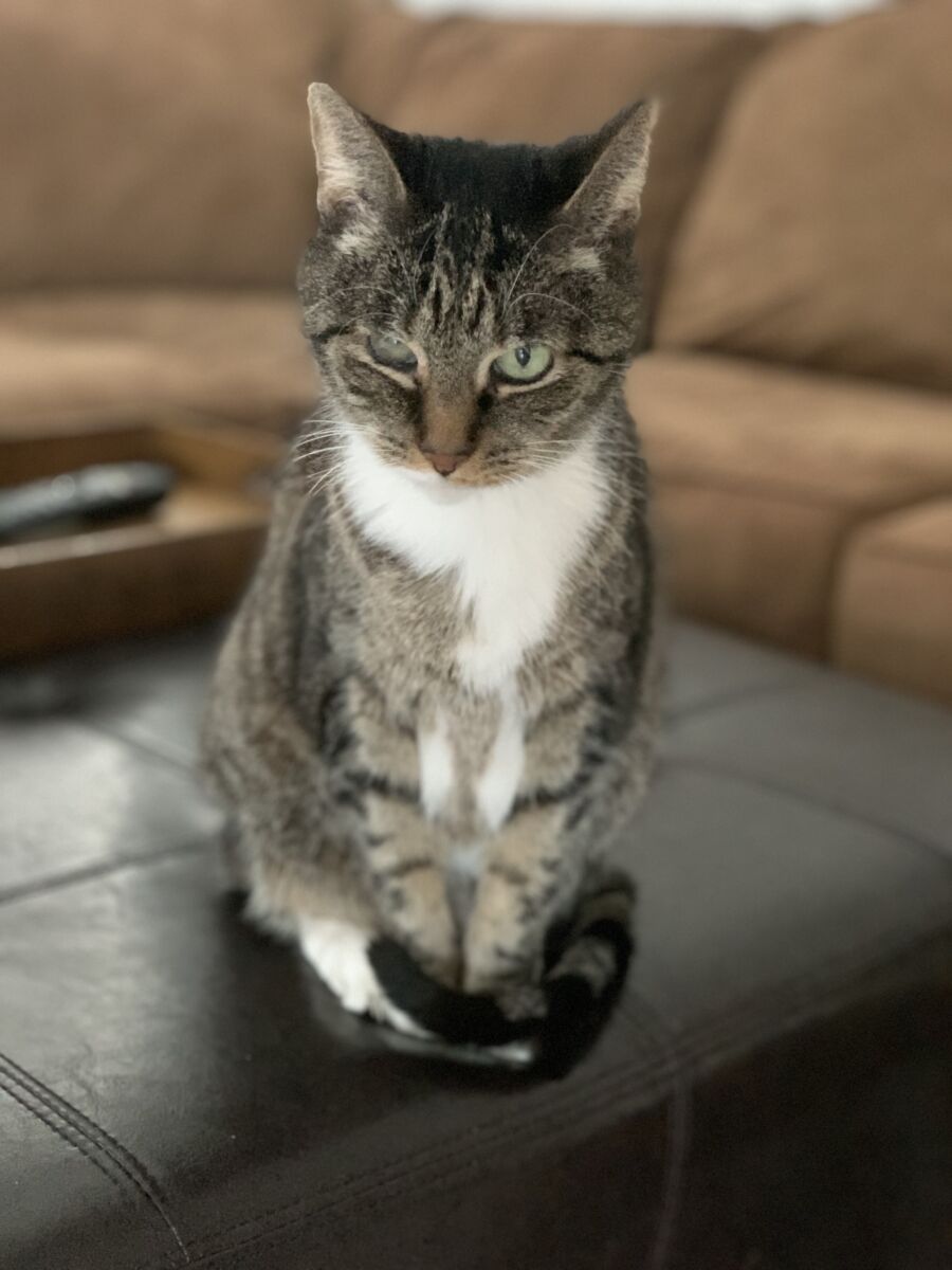 evie