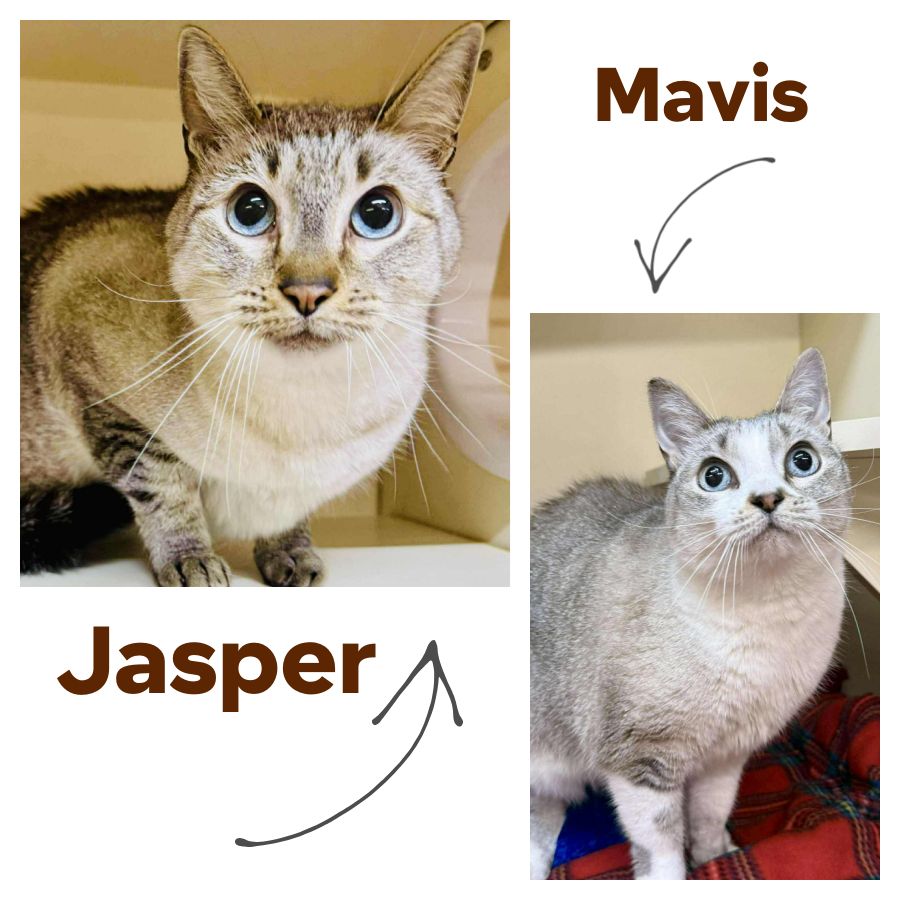 Jasper Mavis
