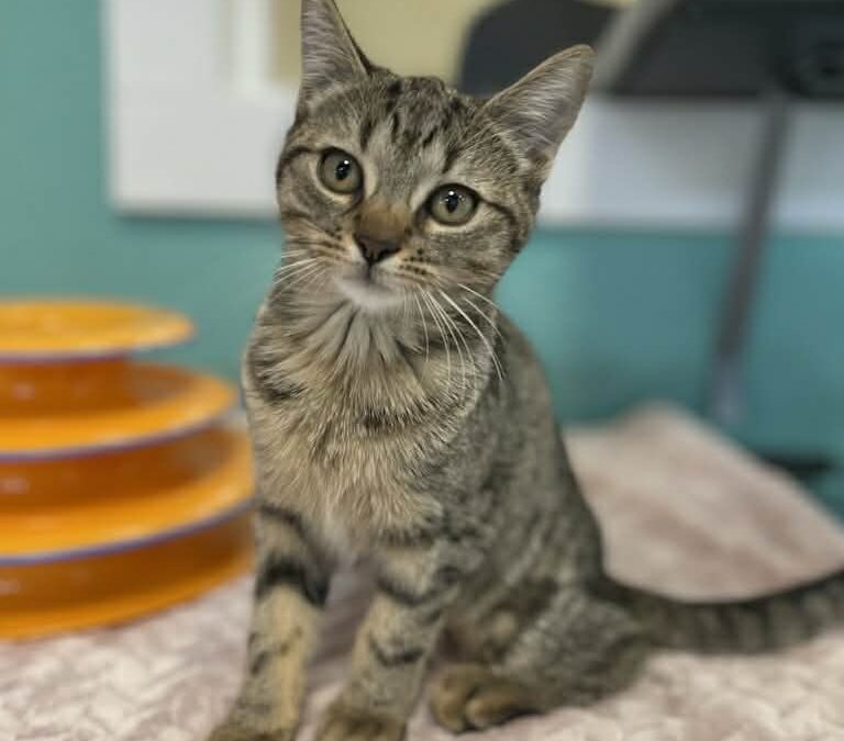 Maggie – Adoption Pending!