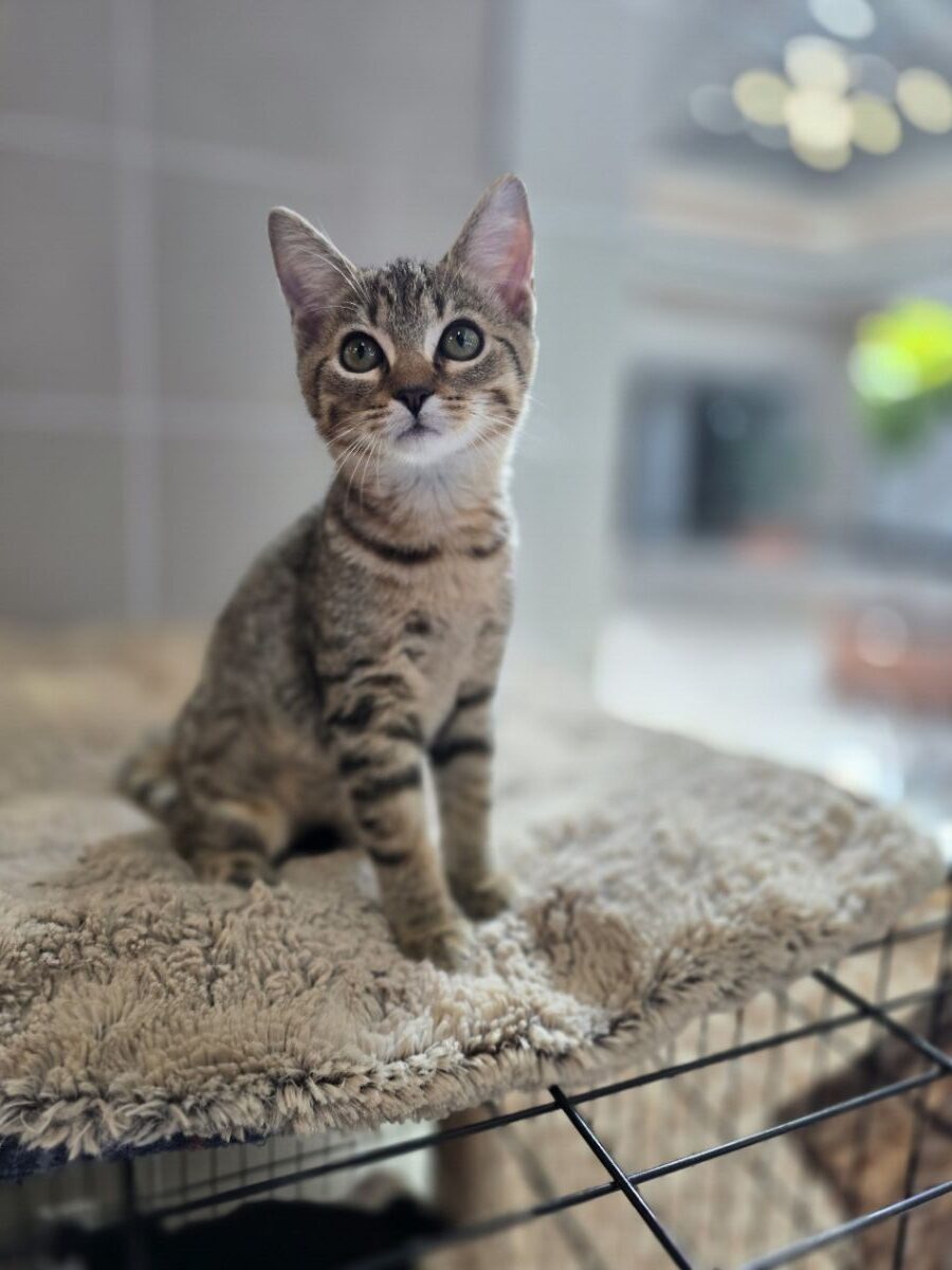 Penny