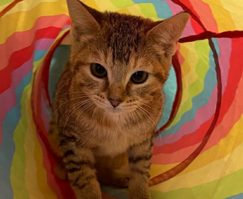 Sadie – Adoption Pending!