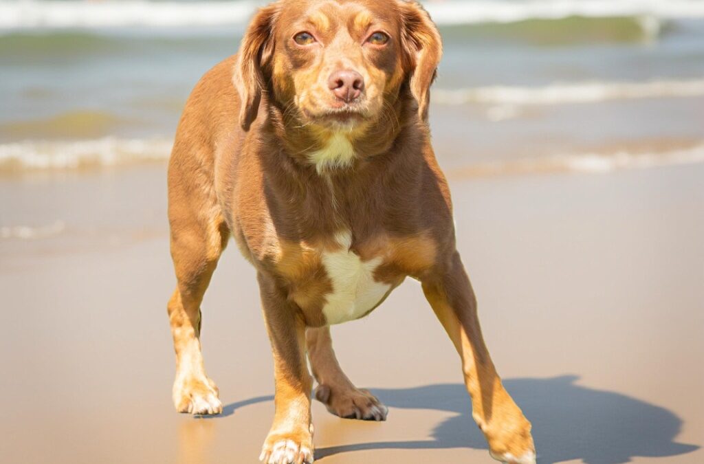 Bean – Adoption Pending!